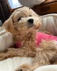 Szczeniak maltipoo, suczka i pies do adopcji - 2