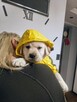 Labrador retriever wspaniałej budowy po ojcu pochodzenia FCI - 10