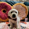 Labrador retriever wspaniałej budowy po ojcu pochodzenia FCI - 9