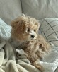 Szczeniak maltipoo do adopcji