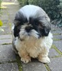 Piesek Shih tzu, tri color - 7