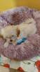 Śliczna Suczka maltipoo - 8