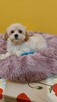 Śliczna Suczka maltipoo - 6