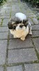 Piesek Shih tzu, tri color - 9