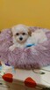 Suczka maltipoo okolice Warszawy gotowe do zmiany domu - 5
