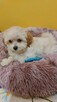 Śliczna Suczka maltipoo - 2