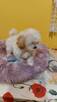 Suczka maltipoo okolice Warszawy gotowe do zmiany domu - 7