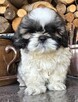 Piesek Shih tzu, tri color - 11