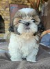 Suczka Shih tzu ,tri color