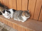 Oddam trzy kocięta w dobre ręce - 5