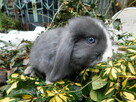 Samiczka niebiesko- biała baranek mini lop - 2
