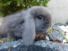 Bardzo ładne baranki mini lop niebieskie - 4