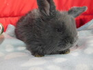 Bardzo ładne baranki mini lop niebieskie - 2