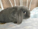 Bardzo ładne baranki mini lop niebieskie - 5