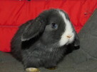 Bardzo ładne baranki mini lop niebieskie - 6