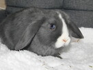 Bardzo ładne baranki mini lop niebieskie - 3