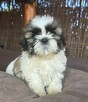 Piesek Shih tzu, piękny