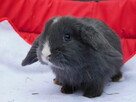 Bardzo ładne baranki mini lop niebieskie - 11