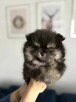 Szpic miniarurowy pomeranian słodki piesek xs malutki black