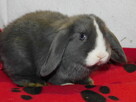 Samiczka niebiesko- biała baranek mini lop - 7