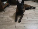 Owczarek Belgijski Malinois - 2