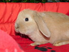 Baranek mini lop beżowa samiczka - 2