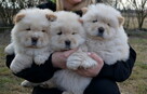 CHOW CHOW CZAU CZAU PIĘKNE SZCZENIĘTA