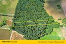 70 letni Las 3000 m2 z dobrym dojazdem  Kukowo - 2