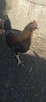 Młode Koguty i Koguty Perliczki na Sprzedaż - 2