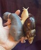 XXXL ️Ślimaki Afrykańskie •Lissachatina Achatina fulic. Wwa - 3