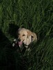 Labrador retriever - 13