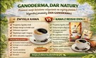 Chroń siebie i rodzinę – Ganoderma Strength RG + GL!!! - 4
