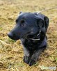 JAGÓDKA - mini labradorka szuka super domu - 3