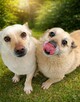 Dwa wesołe psy pełne energii do Twojego ogrodu! Młode, zdrow