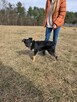 Loki- młody średniej wielkości poes do adopcji - 5