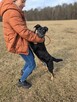 Loki- młody średniej wielkości poes do adopcji - 3