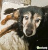 DZIADZIO - nie chce wracać do schroniska, ADOPTUJ! - 2