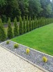 Tuja tuje thuja szmaragd szmaragdowa na żywopłot - 2
