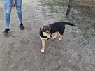 Szczeniak BADI czeka na dom - 2