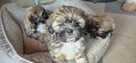 Shih tzu suczka szuka domku - 2