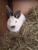 Sprzedam króliki samicę. - 4