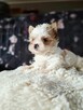 Yorkshire terrier Golddust chlopczyk xs - 3