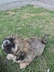 Shih tzu suczka szuka domku - 5
