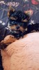Yorkshire terrier sunia xs - 2