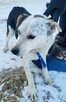 BALU - kochany psiak traci nadzieję w schronisku - 3