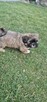Shih tzu suczka szuka domku - 7