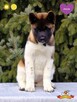 Suczka szczeniak Akita Amerykańska PlayTime FCI - dostępna - 1