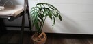 Roślina MONSTERA CROATII *rzadki okaz* wyjątkowa okazja!!! - 3