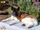 Suczka szczeniak Akita Amerykańska PlayTime FCI - dostępna - 4