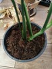 Roślina MONSTERA CROATII *rzadki okaz* wyjątkowa okazja!!! - 5
